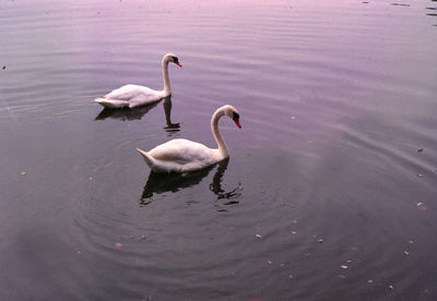 Swans swimming in lake