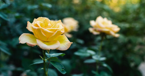 Close-up of yellow rose