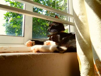 Cat resting on tiled floor