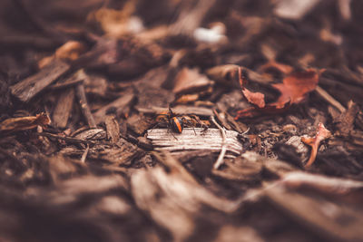 Close-up of dried leaves on wood