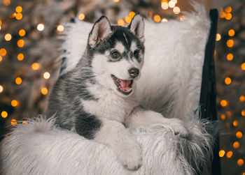 Close-up of dog