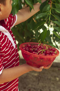 Midsection of boy picking cherries from plant