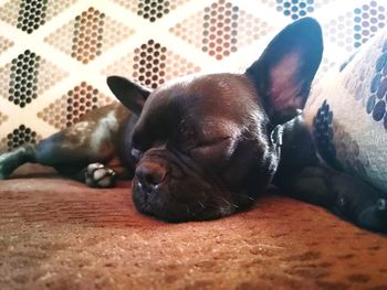 Close-up of a dog sleeping