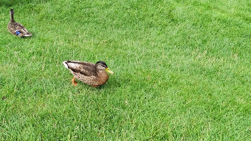 High angle view of bird on field