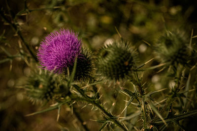 Close-up of purple flowers