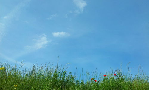 Low angle view of flowers on field against sky