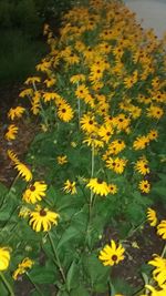 Close-up of yellow flowers blooming in field