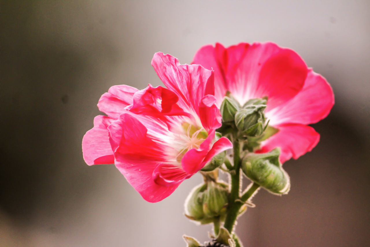 CLOSE-UP OF PINK ROSES