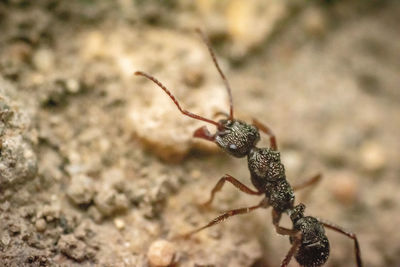 Close-up of ant