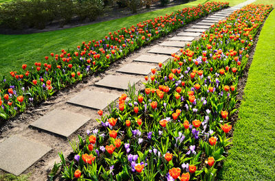 View of flowering plants in garden