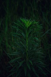 High angle view of plants growing on land