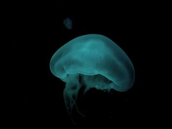 Close-up of jellyfish against black background
