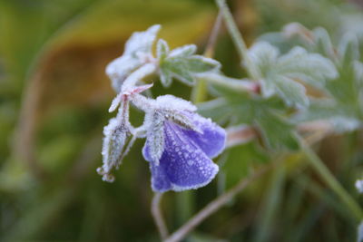 Close-up of frozen plant