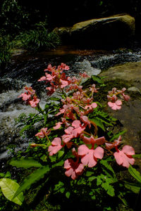 Pink flowers blooming outdoors