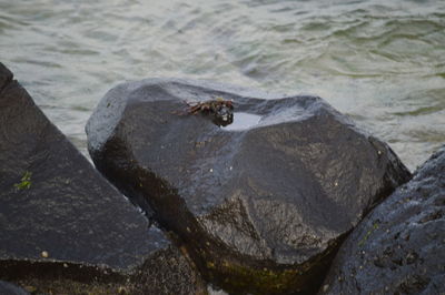 High angle view of turtle on rock in sea