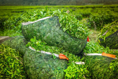 Harvesting tea in kerinci 