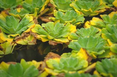 Full frame shot of fresh green leaves