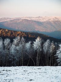 Winter landscape with snow covered birch trees at sunset. majestic nature background