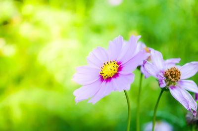 Close-up of cosmos flowers blooming outdoors