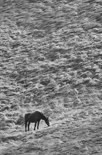 Side view of horse in the sea