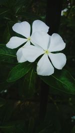 Close-up of white flowers blooming outdoors