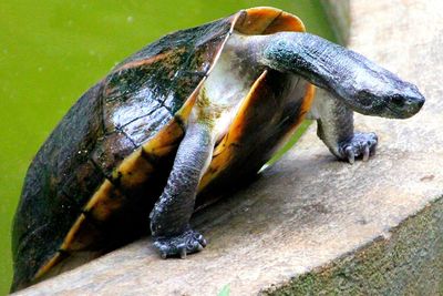 Close-up of tortoise