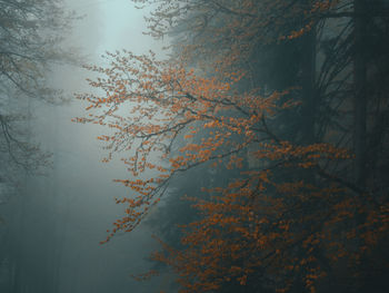 Low angle view of tree against sky during autumn