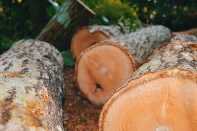 Close-up of logs on tree trunk