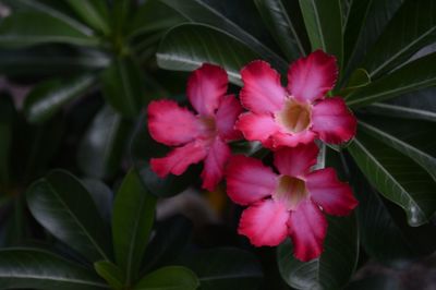 Close-up of pink flowers blooming outdoors