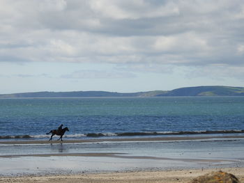 Dog on beach by sea against sky