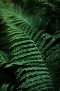 Full frame shot of fern leaves