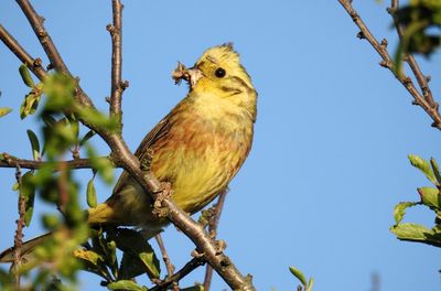 Low angle view of bird perching on branch