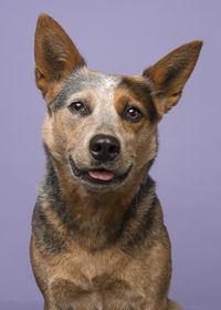 Close-up portrait of a dog against blue background