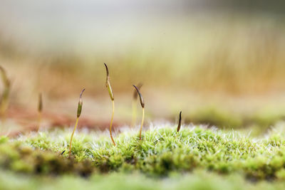 Close-up of grass on field