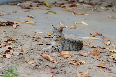 Close-up of cat