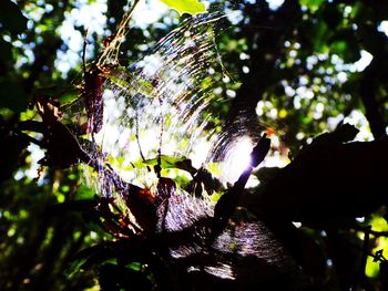 Low angle view of spider web on plant