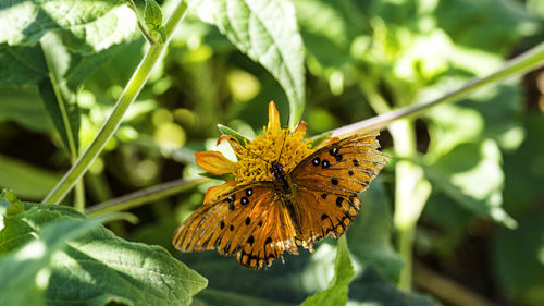 Close-up of butterfly pollinating on flower