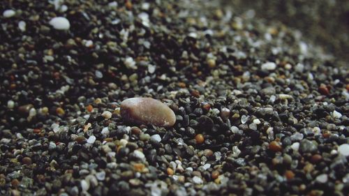 Surface level of pebbles on beach