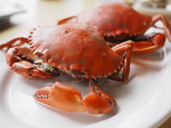 Close-up of crabs in plate