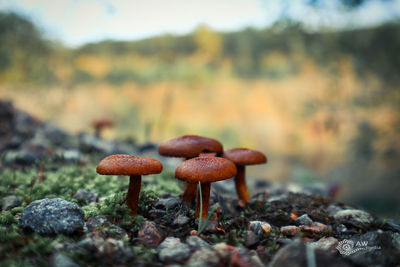 Close-up of mushrooms growing on field