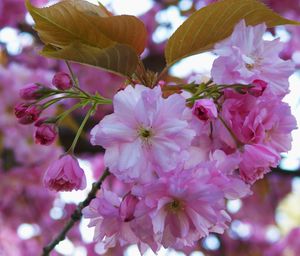 Close-up of pink flowers