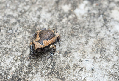 Close up bullfrog on concrete