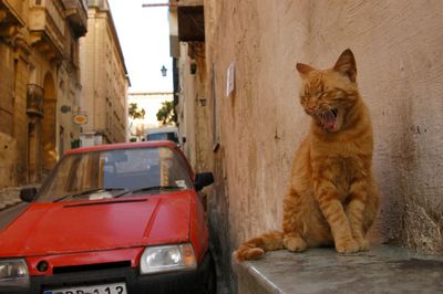 Cat sitting in car
