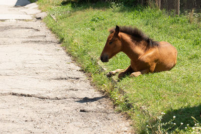 Side view of a horse on field