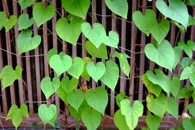 Close-up of green leaves