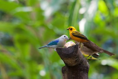 Bird perching on wooden post