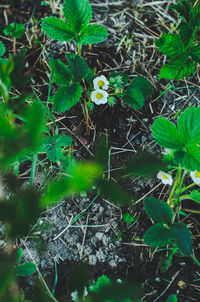 High angle view of flowering plants on land