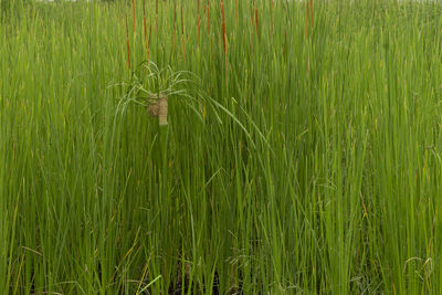 Close-up of wheat field