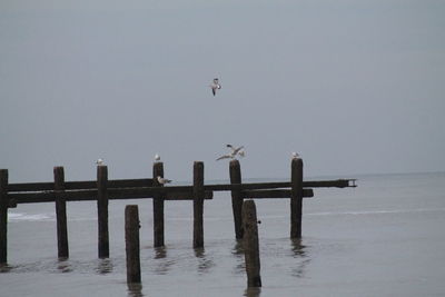 Birds flying over sea against sky