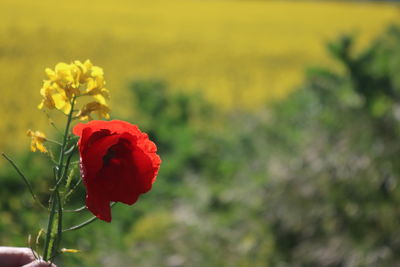 Close-up of red flowering plant in field